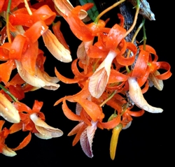 Dendrobium Tangerine Dream