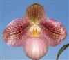 Paphiopedilum Alois Handlbauer