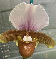 Paphiopedilum Baby Boo Boo x charlesworthii