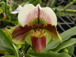 Paphiopedilum Burgundy Complex Type