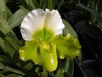 Paphiopedilum Green Complex Type