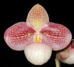 Paphiopedilum Liberty Taiwan (micranthum x hangianum) x hangianum