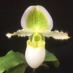 Paphiopedilum Nike's Sunny Delight '#1' x P. Avalon Mist 'Whitney' AM/AOS