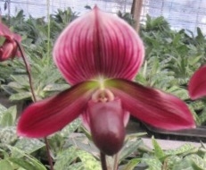 Paphiopedilum Strange Love