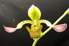 Paphiopedilum Toni Semple v. semi-alba