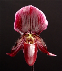 Paphiopedilum fairrieanum x Magic Leopard