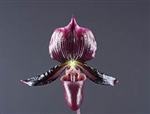 Paphiopedilum Maudiae Black/Burgundy