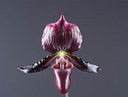 Paphiopedilum Maudiae Black/Burgundy