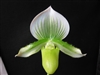 Paphiopedilum Maudiae Green/White