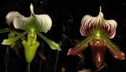 Paphiopedilum Maudiae