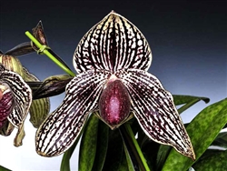 Paphiopedilum Rolfei (rothschildianum x bellatulum)