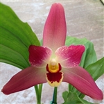 Lysudamuloa Red Jewel 'Sweet Baby'