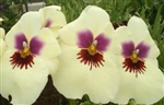 Miltoniopsis Ambre's Charm 'Cream Puff' AM/AOS