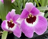 Miltoniopsis Boulivot 'Beloved'