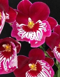 Miltoniopsis Hajime Ono 'Maui Falls' AM/AOS x 'Raspberry'