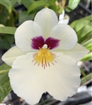 Miltoniopsis Herr Alexander (Alexander Dumas x Herrenhausen)