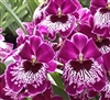 Miltoniopsis Morris Chestnut 'H171'