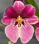 Miltoniopsis Princess Diana