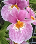 Miltoniopsis QF Amber (Maui Fusion x Bertha Baker)