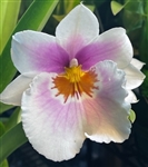 Miltoniopsis Quintals Aloha (Bertha baker x  Keiko Komoda)