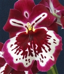 Miltoniopsis Tome Yokoyama