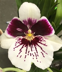 Miltoniopsis Tome Yokoyama