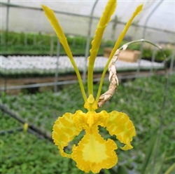 Psychopsis Kalihi v. alba