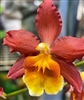 Oncidium Fire Cat 'King Snake'