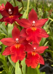 Burrageara Francine 'Fran's Jewels'