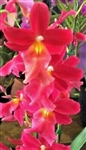 Burrageara Francine 'Roseglow'