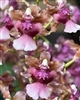 Oncidium Hawaiian Sunset