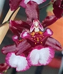 Oncidium Jairak Fragrance 'Bordeaux'