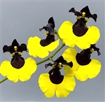 Oncidium Jiaho Queen 'Jiaho' GM/TOGA