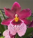 Oncidopsis Onolicious 'Vivid'