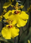 Oncidium Sweet Sugar