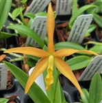 Brassavola nodosa '24088' x L. Harmill 'Orange Glow'