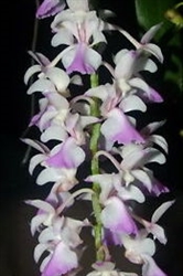 Aerides falcata