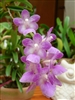 Aerides krabiensis