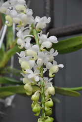 Aerides odorata v. alba