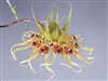 Bulbophyllum binnendijkii