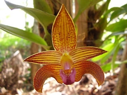 Bulbophyllum claptonense