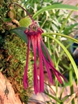 Bulbophyllum habrotinum