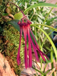 Bulbophyllum habrotinum