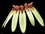 Bulbophyllum longiflorum