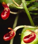 Bulbophyllum membranaceum