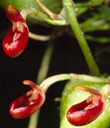 Bulbophyllum membranaceum