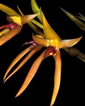 Bulbophyllum trigonosepalum