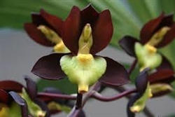 Catasetum tenebrosum