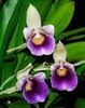 Cochleanthes discolor