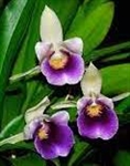 Cochleanthes discolor